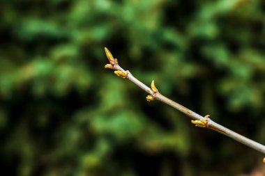 Acer Negundo veya boxelder akçaağaç, bahar güneşi altında genç yeşil yapraklar