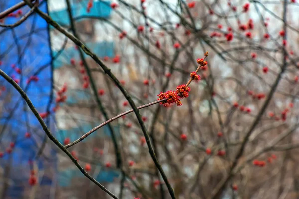 Närbild Framväxande Blommor Blommor Röd Lönn Träd Acer Rubrum Våren — Stockfoto