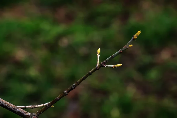 Acer Negundo Veya Boxelder Akçaağaç Bahar Güneşi Altında Genç Yeşil — Stok fotoğraf