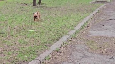 Yeşil çimlerin üzerinde yürüyen dişi Fransız bulldog. Hayvan alışkanlıkları. Buldog şehrin kokusunu alır..
