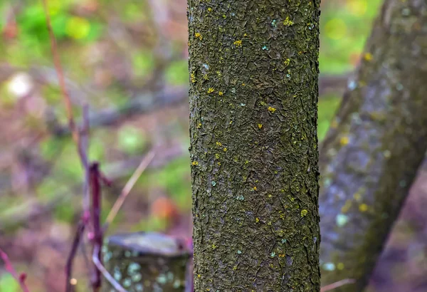 Purple Leaved Plum Tree Bark Details Latin Name Prunus Cerasifera — стокове фото