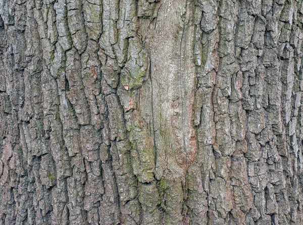 Acerタタリウムの樹皮L タタリアンメープルの質感または背景 — ストック写真