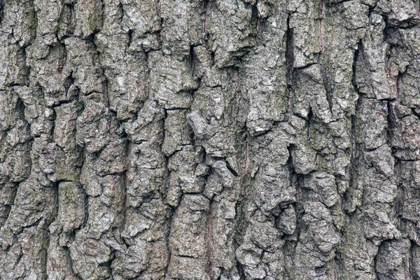番石榴的树皮塔塔里安枫树的质地或背景 — 图库照片