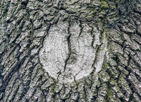 Acerタタリウムの樹皮L タタリアンメープルの質感または背景 — ストック写真