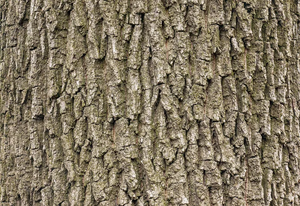 番石榴的树皮塔塔里安枫树的质地或背景 — 图库照片