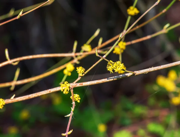 Zweige Mit Blüten Des Hartriegels Cornus Mas Zeitigen Frühjahr Hartriegel — Stockfoto
