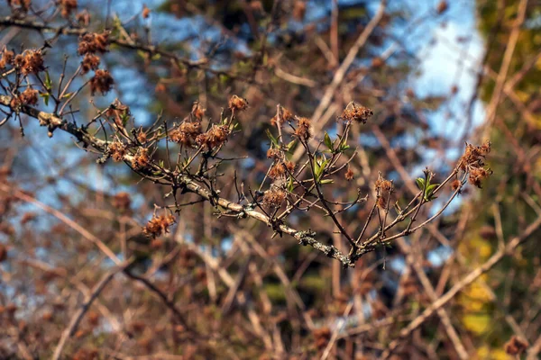 Перше Весняне Зелене Листя Прекрасного Куща Латинська Назва Kolkwitzia Amabilis — стокове фото