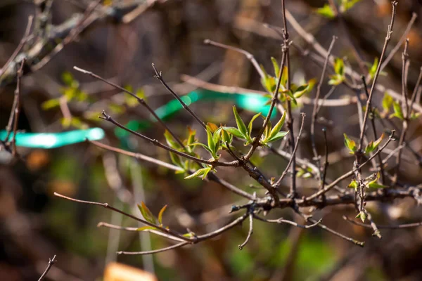 Primeiras Folhas Verdes Primavera Arbusto Beleza Nome Latino Kolkwitzia Amabilis — Fotografia de Stock