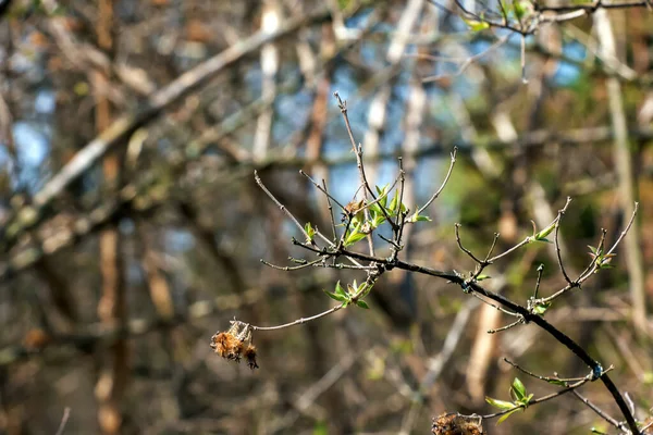 美人ブッシュの最初の春の緑の葉 ラテン語名Kolkwitzia Amabilis — ストック写真