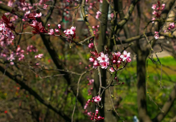Prunus Cerasifera Pissardii Träd Blomma Med Rosa Blommor Vårkvist Körsbär — Stockfoto