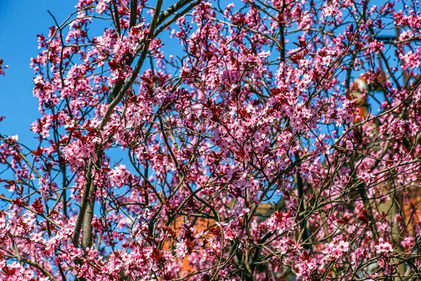 Prunus Cerasifera Pissardii Tree Blossom Pink Flowers Spring Twig Cherry — Stock Photo, Image