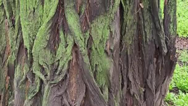 Nahaufnahme Der Struktur Der Akazienrinde Mit Grünem Moos Natürlicher Holzhintergrund — Stockvideo