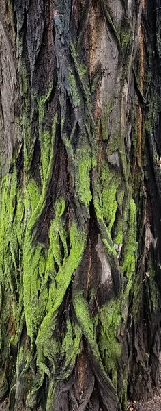 Yeşil Yosunlu Akasya Ağacının Kabuk Dokusuna Yakın Çekim Doğal Ahşap — Stok fotoğraf