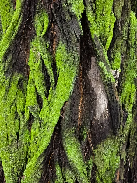 Крупный План Текстуры Коры Дерева Акации Зеленым Мхом Естественный Деревянный — стоковое фото