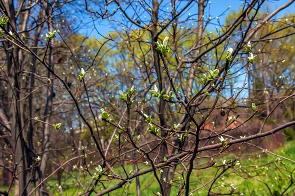 Young Quince Leaves Early Spring Last Year Rotten Fruit Branches — Stock Photo, Image