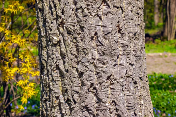 Nahaufnahme Detail Der Rinde Eines Korkenbaums — Stockfoto