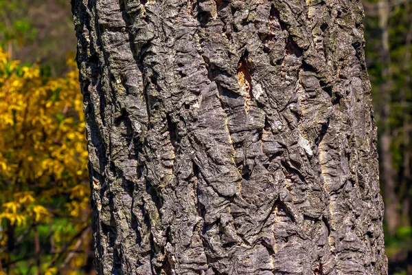 Zbliżenie Szczegół Kory Drzewa Korkowego — Zdjęcie stockowe