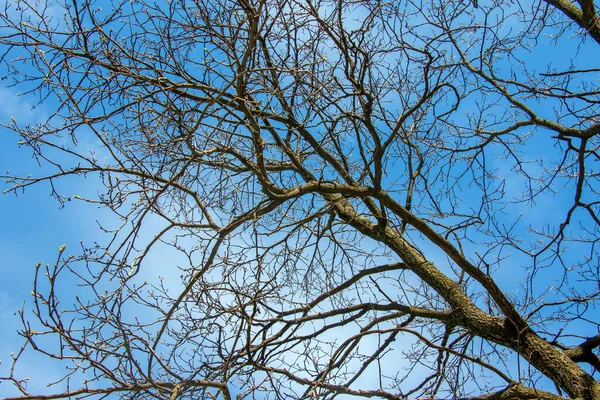 Nahaufnahme Eines Korkbaums Korkeiche Oder Quercus Suber Auf Lateinisch — Stockfoto