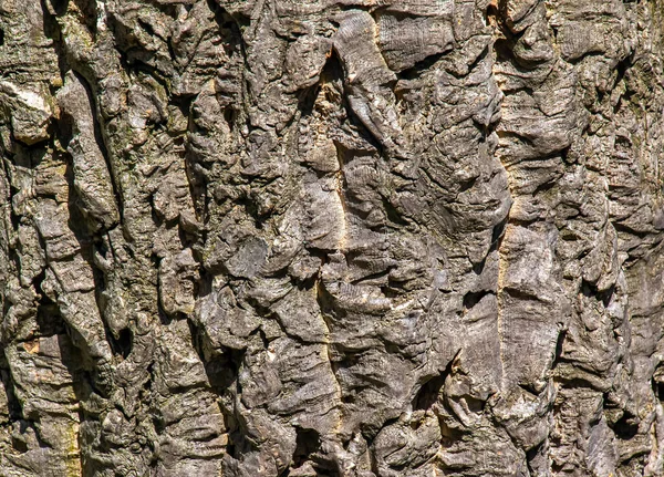 閉じて コルクの木の樹皮の詳細 — ストック写真