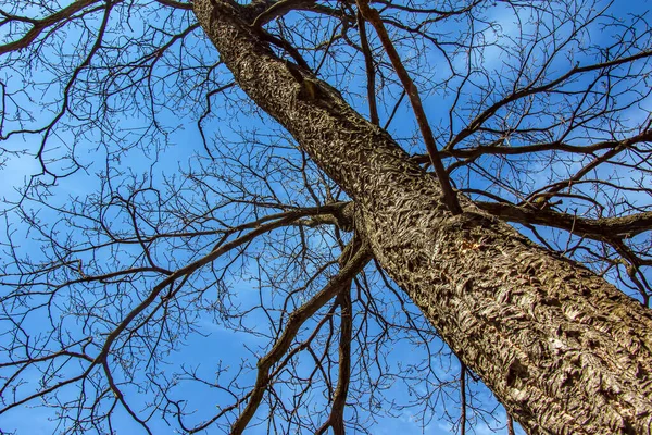 Madeira Cortiça Árvore Close Com Foco Casca Árvore Textura Casca — Fotografia de Stock