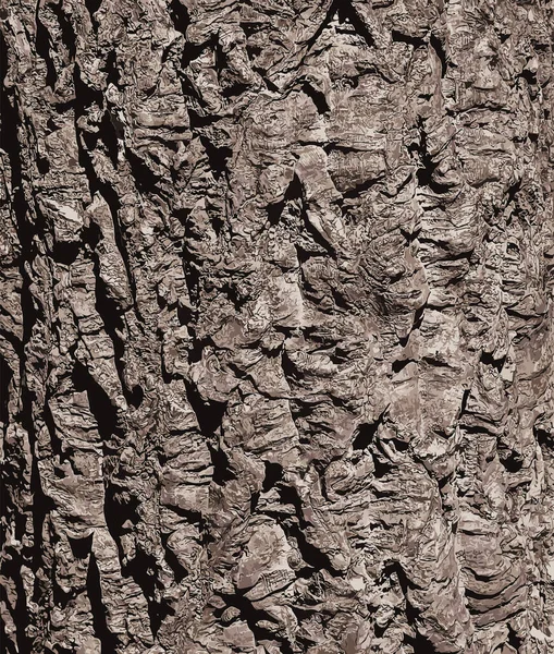 コルクの樹皮のクローズアップのイラスト ラテン語でコルクオークまたはケルクサスのスーバー — ストック写真