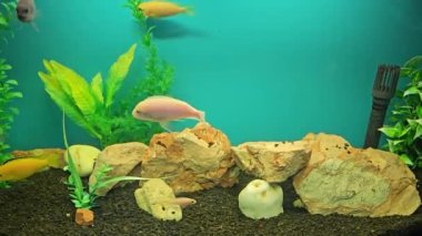 Çok sayıda renkli parlak balık akvaryumda yüzer. Küçük evcil hayvanlı akvaryum.