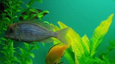 Çok sayıda renkli parlak balık akvaryumda yüzer. Küçük evcil hayvanlı akvaryum.