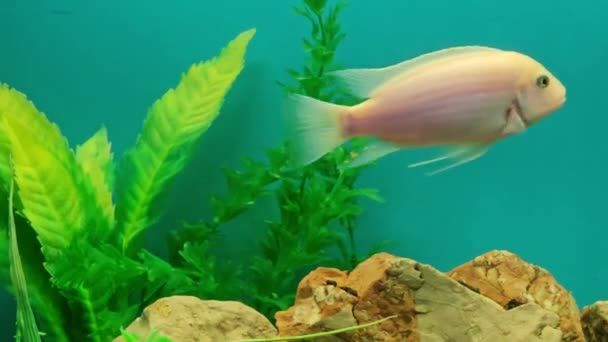 Vários Peixes Brilhantes Multi Coloridos Nadam Aquário Aquário Com Pequenos — Vídeo de Stock