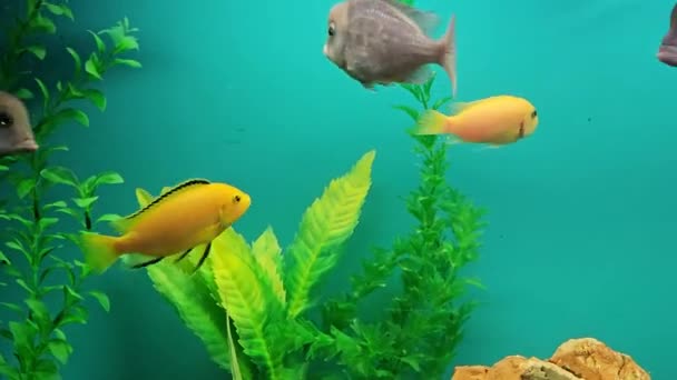 Varios Peces Brillantes Multicolores Nadan Acuario Acuario Con Mascotas Pequeñas — Vídeo de stock