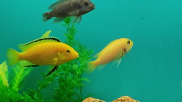いくつかの多色の明るい魚が水族館で泳ぐ 小さなペットと水族館 — ストック動画