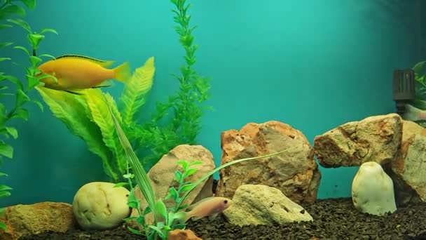 Flera Flerfärgade Ljusa Fiskar Simmar Akvariet Akvarium Med Små Husdjur — Stockvideo