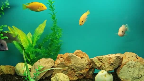いくつかの多色の明るい魚が水族館で泳ぐ 小さなペットと水族館 — ストック動画