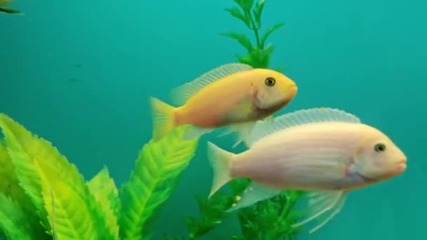 Çok Sayıda Renkli Parlak Balık Akvaryumda Yüzer Küçük Evcil Hayvanlı — Stok video