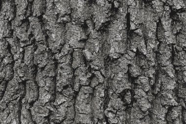 Acer tataricum L bark illüstrasyon. Tatar akçaağaç dokusu veya arkaplanı