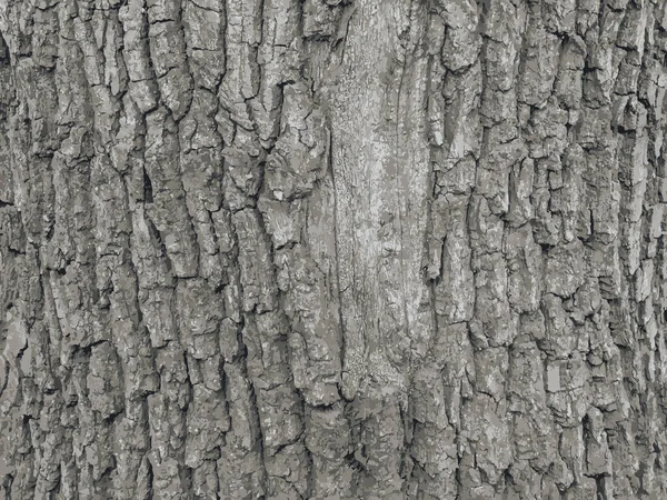 橡胶树树皮图解 焦油枫树质地或背景 — 图库照片