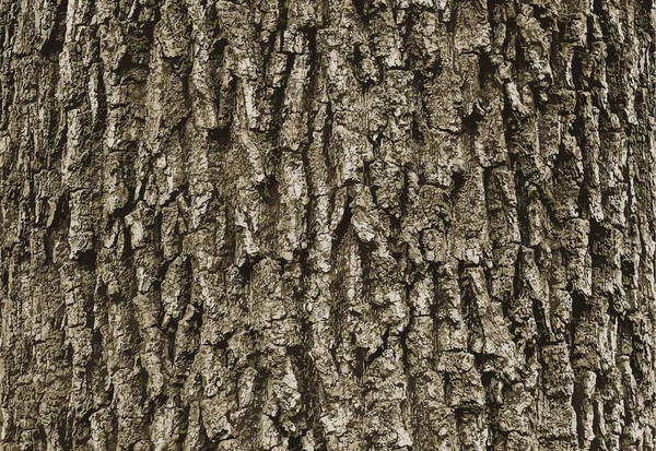橡胶树树皮图解 焦油枫树质地或背景 — 图库照片