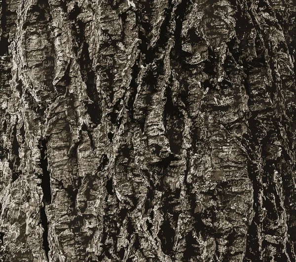 描述了软木塞树皮的特写 Cork Tree Phellodendron Sachalinense Latin — 图库照片