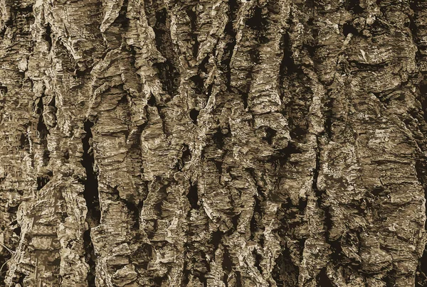 描述了软木塞树皮的特写 Cork Tree Phellodendron Sachalinense Latin — 图库照片