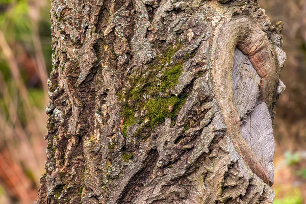 Detailní Záběr Kůry Korkových Stromů Korkový Strom Nebo Phellodendron Sachalinense — Stock fotografie