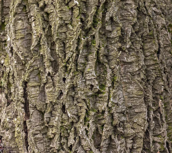 软木塞树皮的特写 Cork Tree Phellodendron Sachalinense Latin — 图库照片