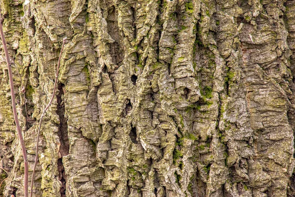 软木塞树皮的特写 Cork Tree Phellodendron Sachalinense Latin — 图库照片