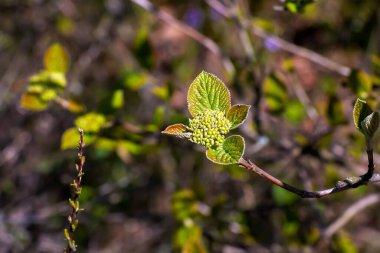 Viburnum lantana çiçeği baharın başında tomurcuklanır. Geçen yılın meyveleri dallarda. Hayat ölümü yener..