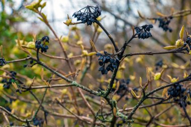 Viburnum lantana çiçeği baharın başında tomurcuklanır. Geçen yılın meyveleri dallarda. Hayat ölümü yener..