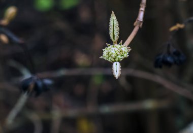 Viburnum lantana çiçeği baharın başında tomurcuklanır. Geçen yılın meyveleri dallarda. Hayat ölümü yener..