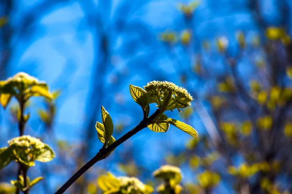 Viburnum Lantana Květinové Pupeny Začátku Jara Loňské Plody Větvích Život — Stock fotografie