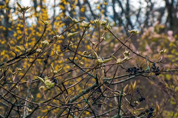 早春に ビブラムランタナの花芽 枝に昨年の果物 命は死を征服する — ストック写真
