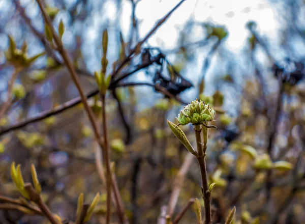 早春に ビブラムランタナの花芽 枝に昨年の果物 命は死を征服する — ストック写真