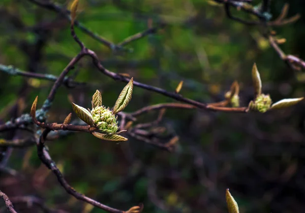 Квіткові Бутони Вібурнум Ранньої Весни Минулого Року Плоди Гілках Життя — стокове фото