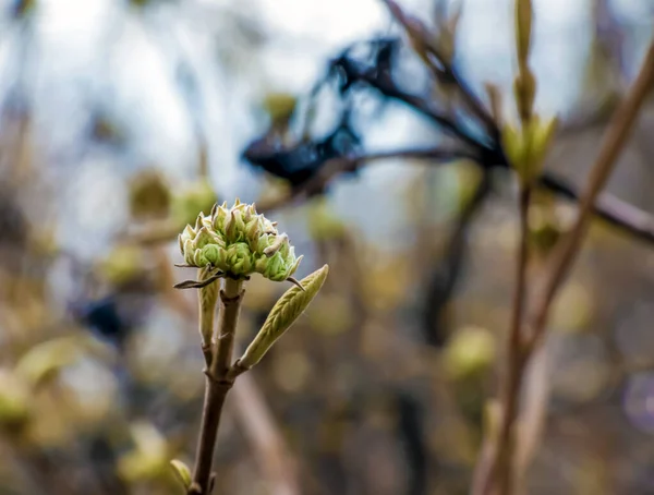 Viburnum Lantana Pąki Kwiatowe Wczesną Wiosną Zeszłoroczne Owoce Gałęziach Życie — Zdjęcie stockowe