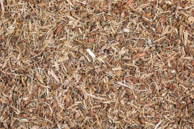 Tıbbi kullanım için kurumuş kahverengi meşe kabuğundan yapılmış arka plan. Meşe kabuğu arka planı. Quercus Korteksi - bitki.